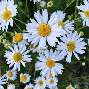 Meet your Posher, Jean